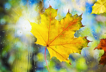 Naklejka na ściany i meble autumn leaves on wet from rain glass