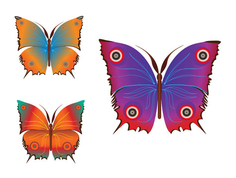colorful  butterflies (vector)