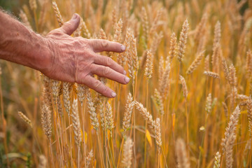 Wheat ears and hand