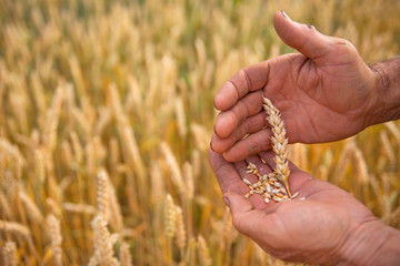 Wheat in hands