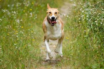 Happy dog running