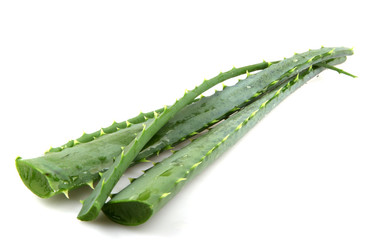 Aloe vera plant isolated on white
