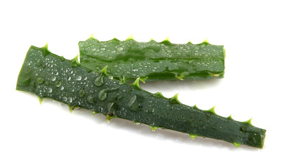 Aloe vera plant isolated on white