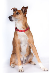 Portrait of Observant dog