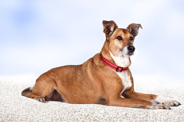 Portrait of Observant dog