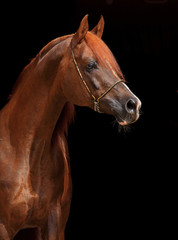 Fototapeta na wymiar Piękny arabski koń z ładnym pokaż uwięzi
