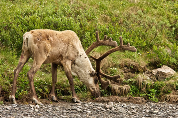 Caribou