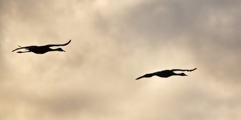 Sandhill Cranes in Flight