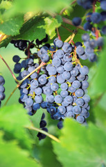Several bunches of grapes on  background of foliage.