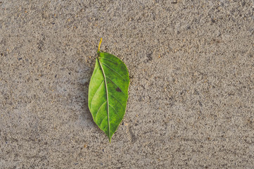 Leaves