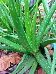 Fototapeta premium Aloe vera