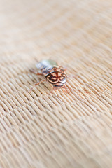 Roach on canvas mat.