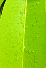 Water drops on leaves.