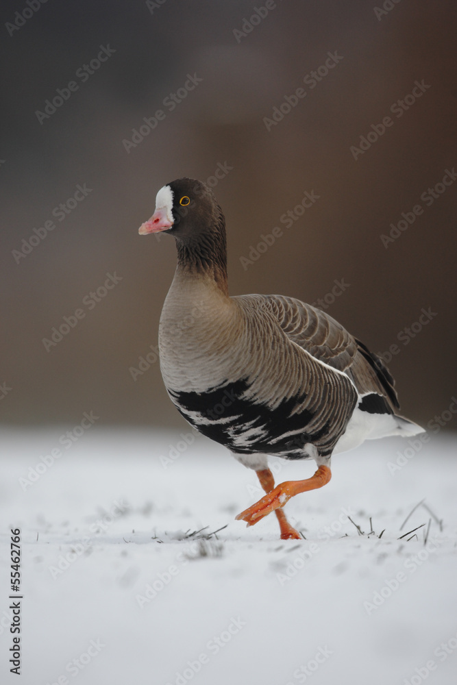 Wall mural Lesser white-fronted goose, Anser erythropus