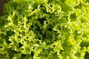 closeup of lettuce in garden