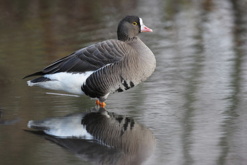 Obraz premium Lesser white-fronted goose, Anser erythropus