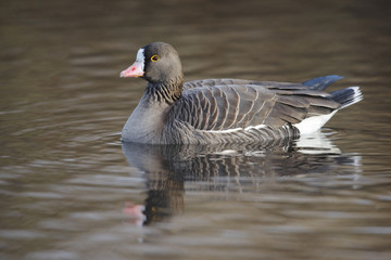 Lesser white-fronted goose, Anser erythropus