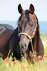 Quarter Horse Hengst