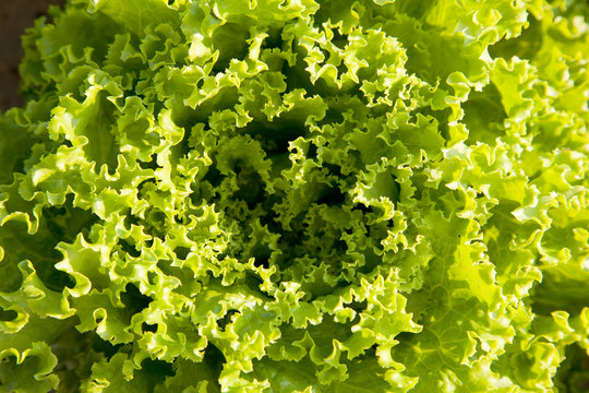 closeup of lettuce in garden