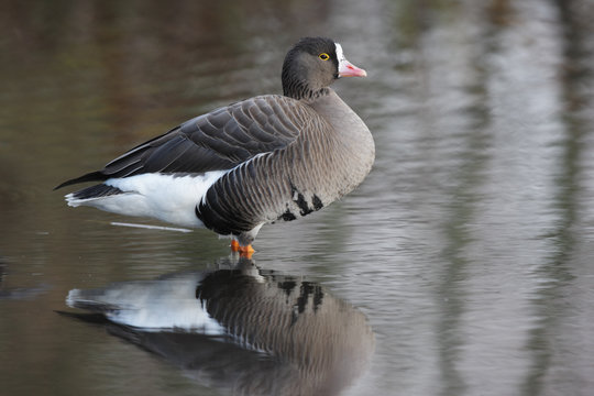 Lesser white-fronted goose, Anser erythropus