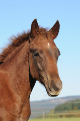 Obraz na płótnie Canvas Quarter Horse Fohlen