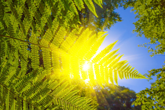 fern bush in a rays of sun