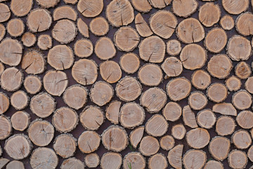tree stump background