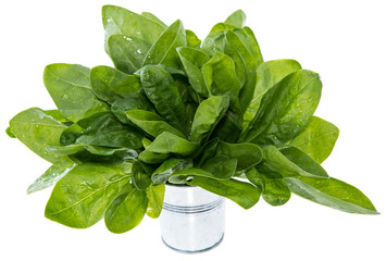 Portion of Spinach on white