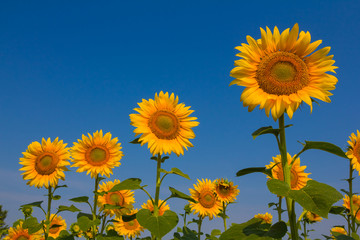 sunflowers on a blue background