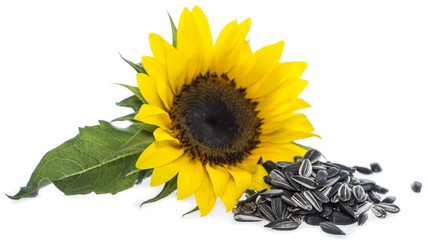 Sunflower with Seeds on white - obrazy, fototapety, plakaty