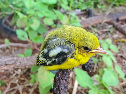 Flapper Striped Tit-Babbler In nature.