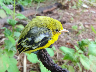 Flapper Striped Tit-Babbler In nature.