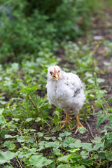 chicken farm on summer