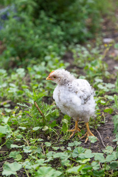 chicken farm on summer