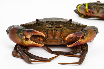 crab