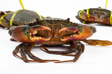 crab