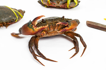 crab