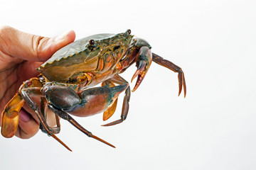 crab in hand