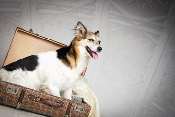 Hund im Koffer