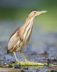 Little Bittern