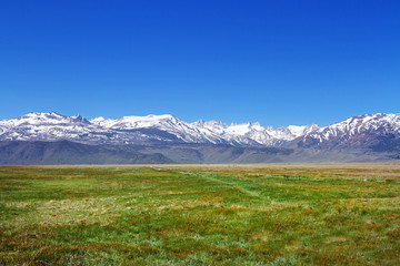 Fototapeta premium green field