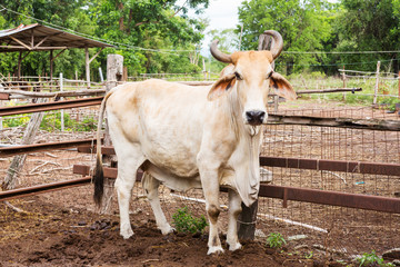 Fototapeta premium Cow in farm