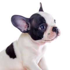 French bulldog puppy portrait over white background