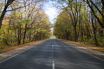 Obraz premium Pathway in the forest at autumn
