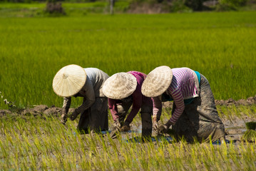 Naklejka na ściany i meble Rice Przesadzanie w Laosie