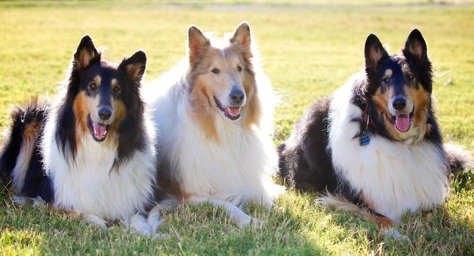 Trio of Collies