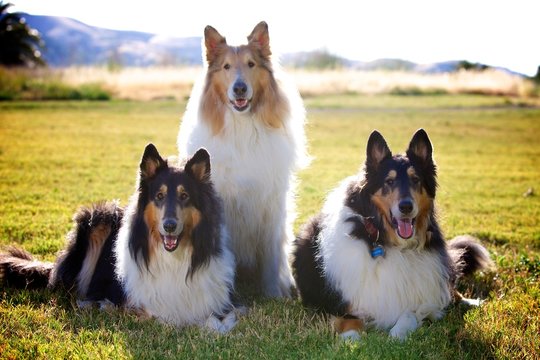 Collies