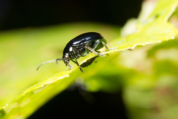 Alder leaf beetle (agelastica alni) eating a leaf