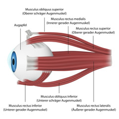Die Muskeln des Auges