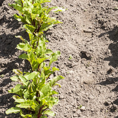 young beetroots